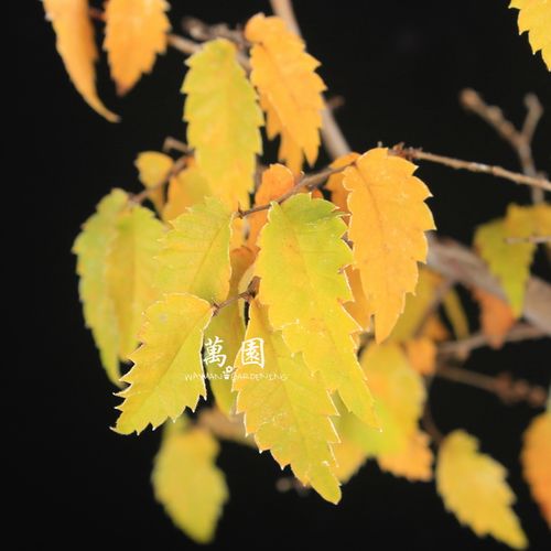 万园盆栽 日本榉树 黄叶系 小叶榉树盆栽盆景 原生赏叶榉树小品