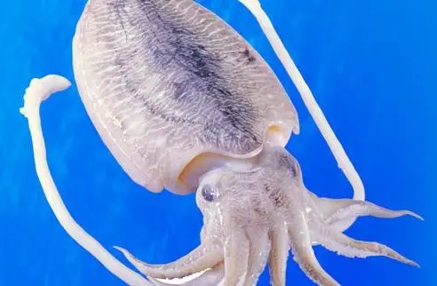 写美篇区别: 1,八爪鱼(章鱼有八足)触须长身子短,墨鱼(乌贼有十足)是