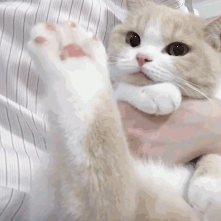 求问下这只猫猫是什么品种呀!