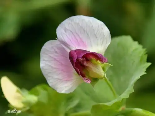 豆科,蝶形花亚科ppt