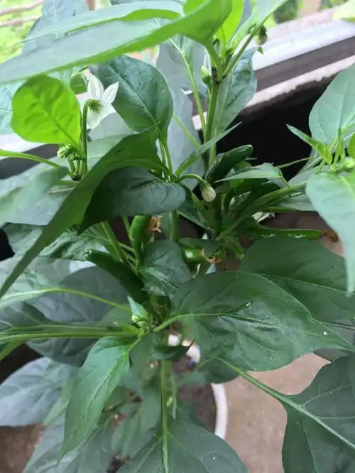 三月份买的朝天椒苗这应该算对版吧