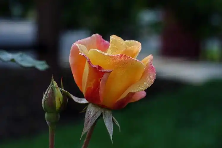 爱是一朵花 (love is a flower)