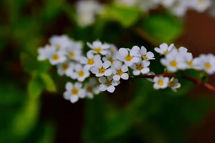 玲珑珍珠绣线菊 敢与桃李竟芳菲