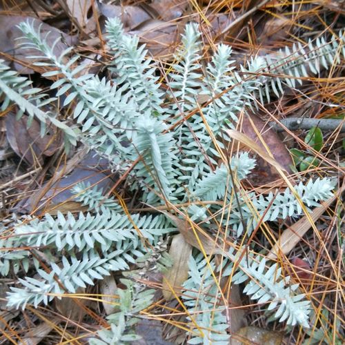 泰顺中草药野生药材千年霜白毛鹿茸草六月霜千年艾千重塔鹿茸草干