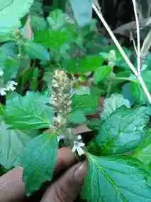 新鲜白毛夏枯草 破血丹白头翁 苦草散血草 龙胆草500克包邮