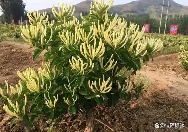 金银花博大精深的药用功效及其绿色高效丰产的栽培技术