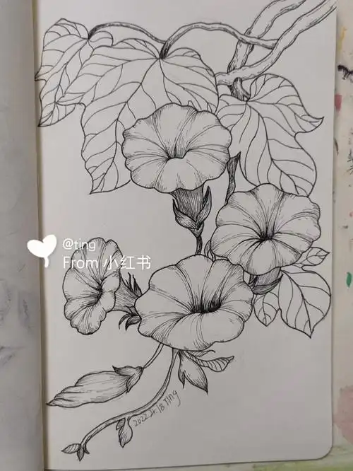线描花卉