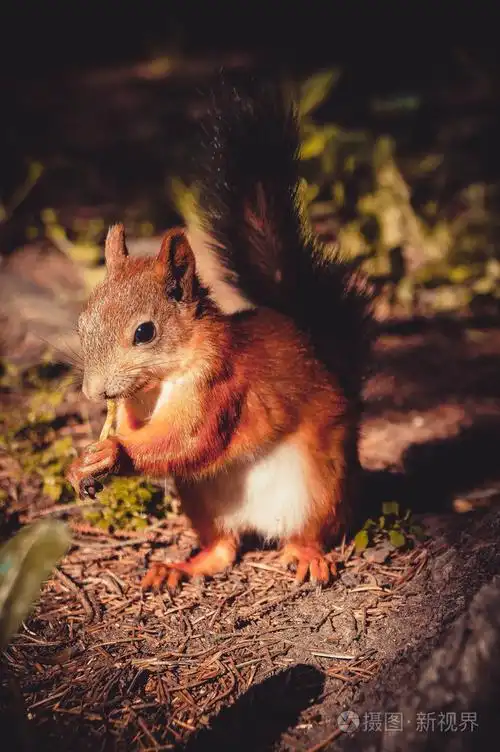 美丽的动物从乌拉尔