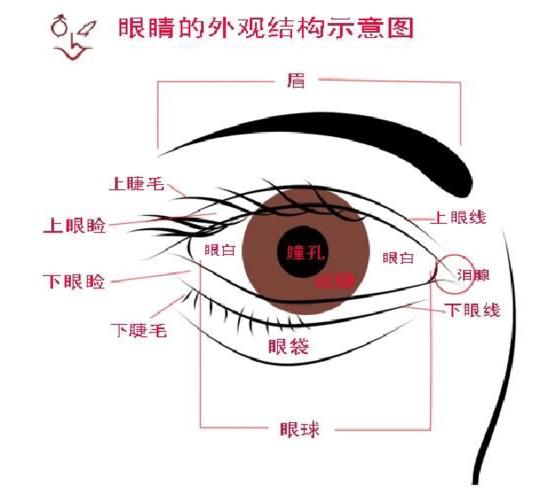 图示讲解人物眼睛