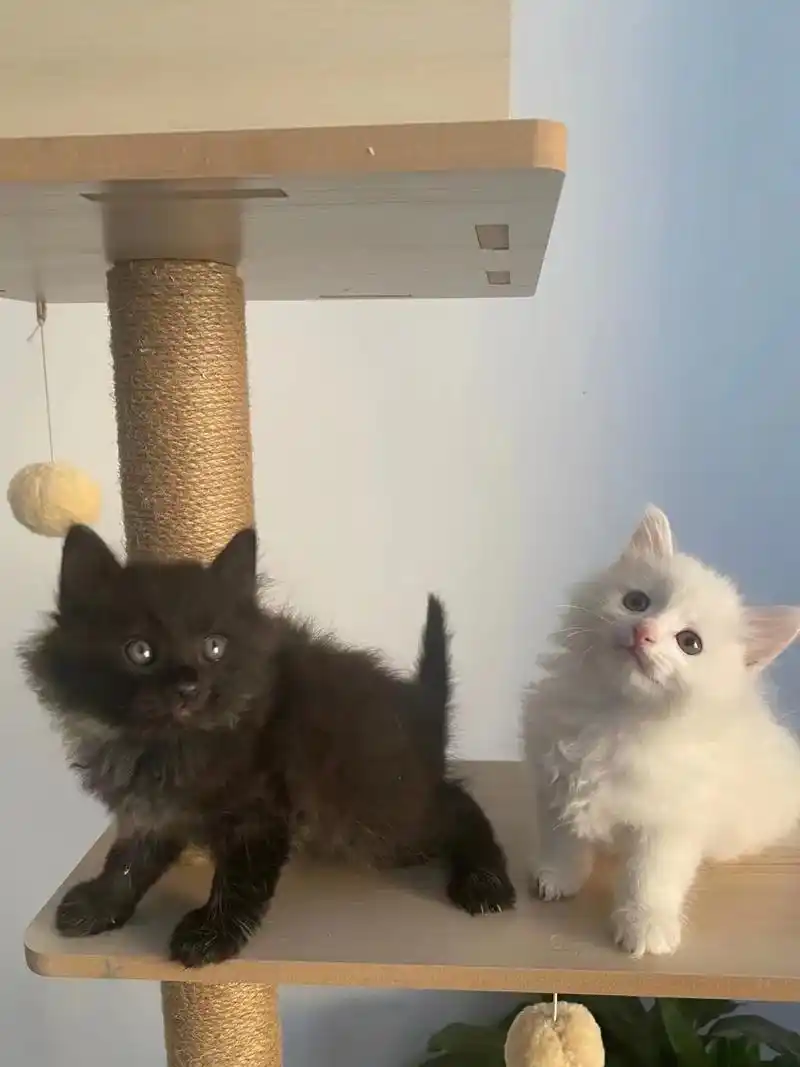 纯白色小狮子和纯黑色小狮子你喜欢哪一个呢?#山东狮子猫 #萌 - 抖音