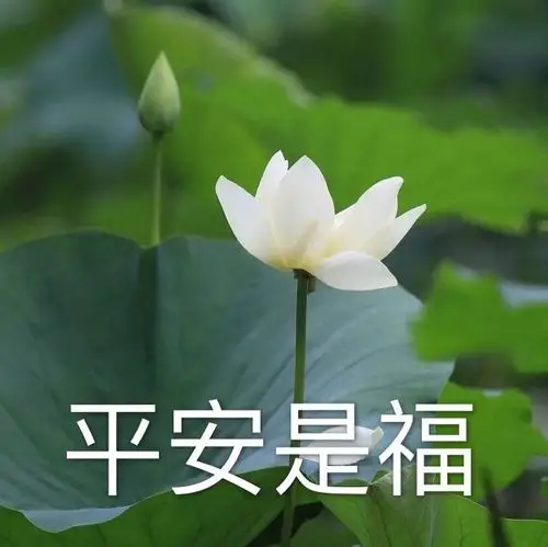 荷花表情包,让我们的丧,更加圣洁～还可以用来做头像,一包两用