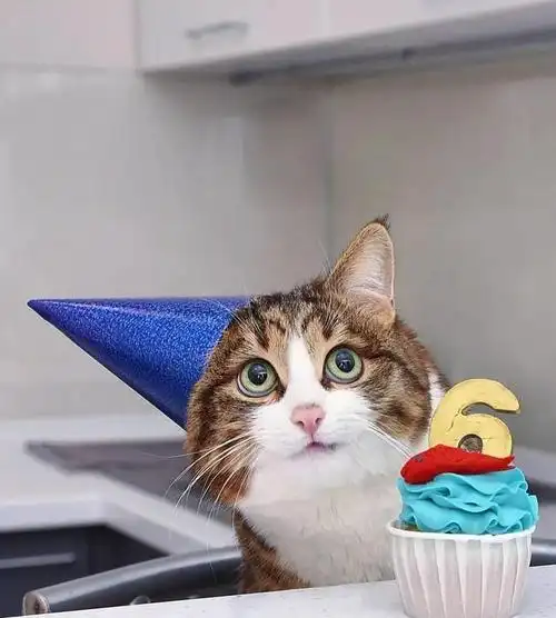 这只网红表情包猫咪最近满6岁啦主人也解密了它鲜为人知的日常