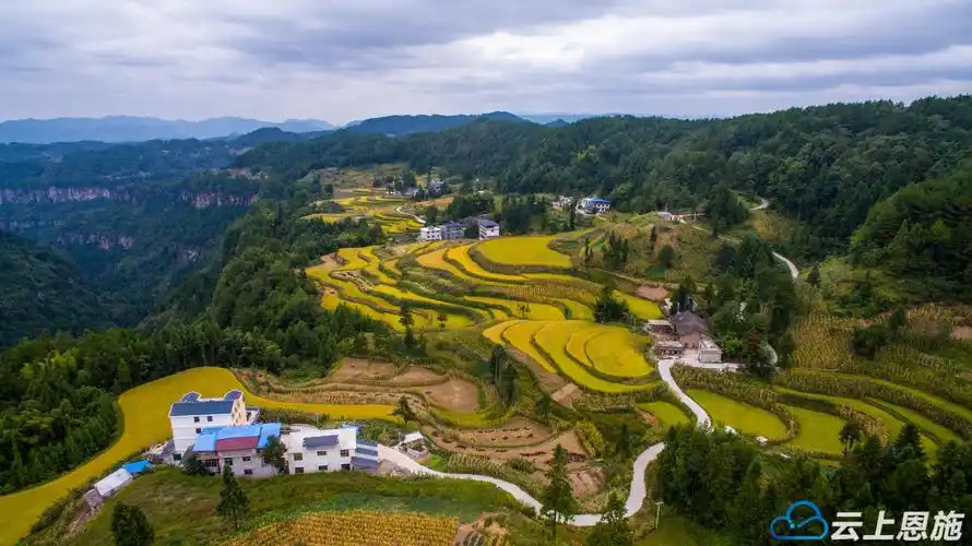 组图利川田园丰收曲长坪稻田惹人醉