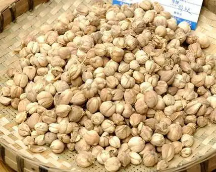 香辛料大全白豆蔻