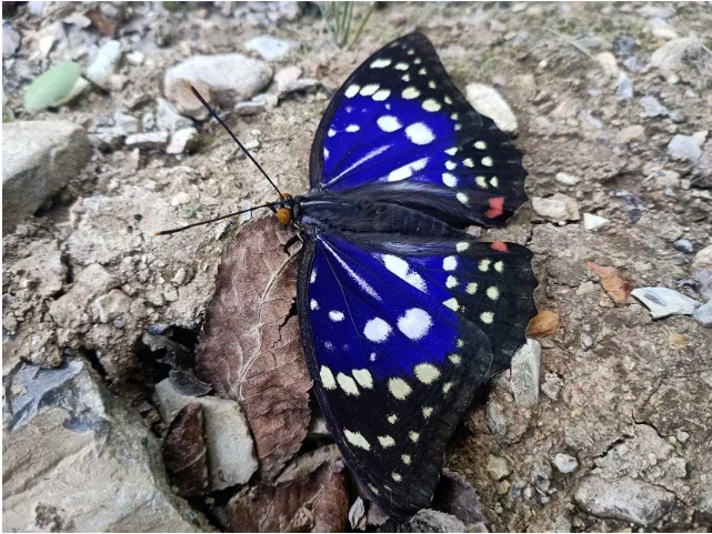今天 合肥首次发现日本国蝶——大紫蛱蝶