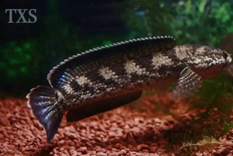 钴蓝雷龙&梦幻五斑雷龙