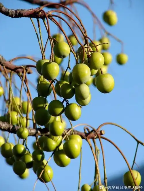 儿时记忆楝子枪响是初夏