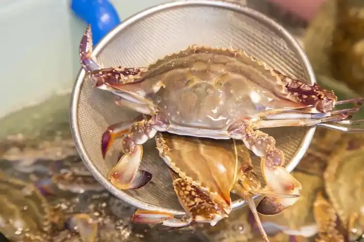 只要100元的生猛海鲜自助鲍鱼生蚝不限量任吃张口秒回本