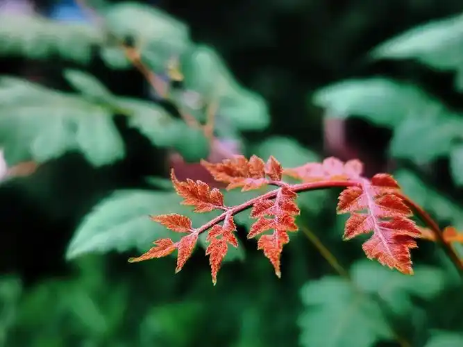 新叶系列～栾树.