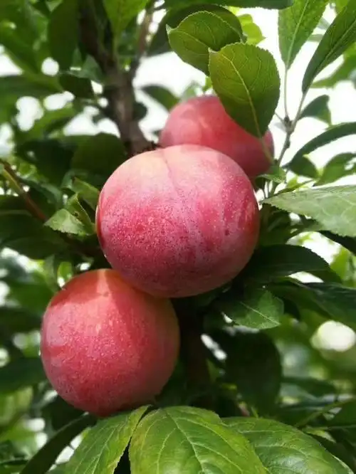 胭脂脆李子,酸酸脆甜