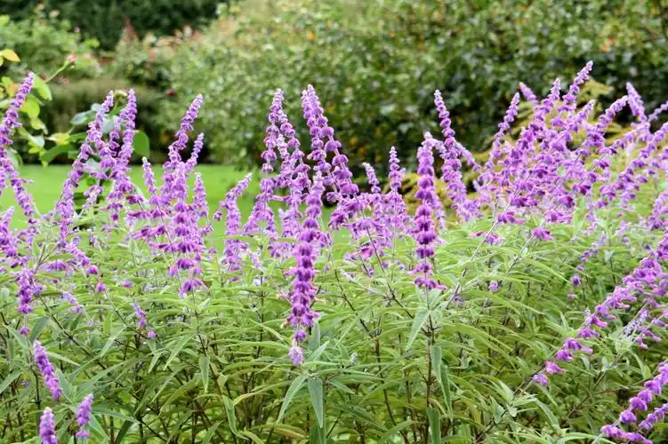 是唇形科鼠尾草属多年生草本植物,茎直立,株高80至160厘米,全株被柔毛