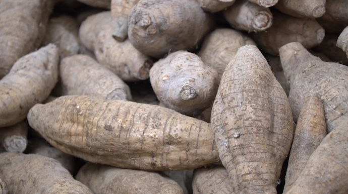 乡村振兴清远行之佛冈汤塘镇竹山粉葛