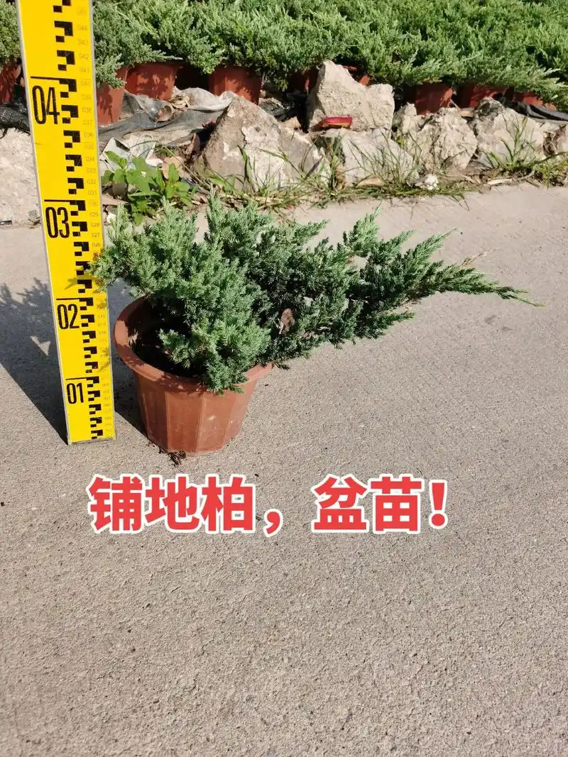 铺地柏(别称铺地松),盆苗!#金牌苗木人 #大量供应绿化苗木 - 抖音