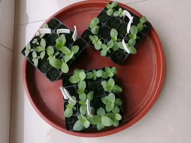 分享洋桔梗小苗