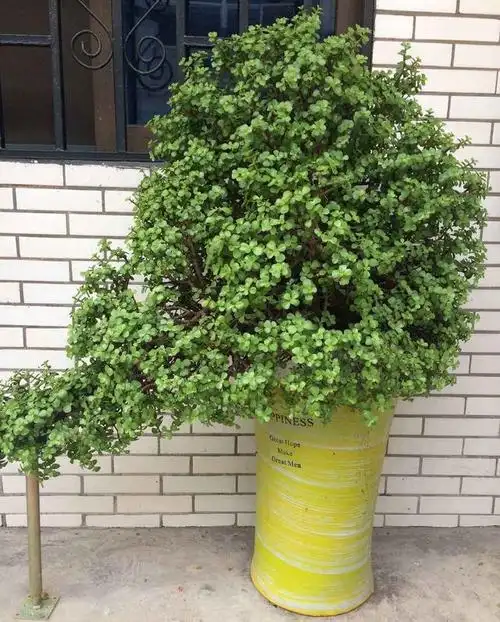 怎样把金枝玉叶养成老桩?常做3件事,迅速变老桩,枝壮叶多