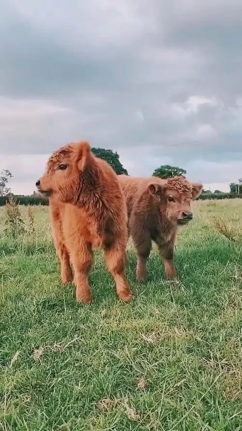 这小牛牛好可爱.