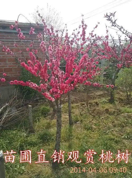 桃花树苗紫叶桃树苗许树桃树苗木盆栽地栽绿化苗木6公分粗掌柜10cm含