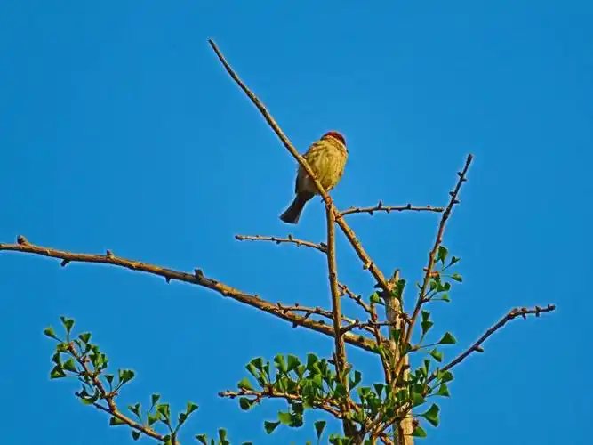 关注2019-05-24海虎