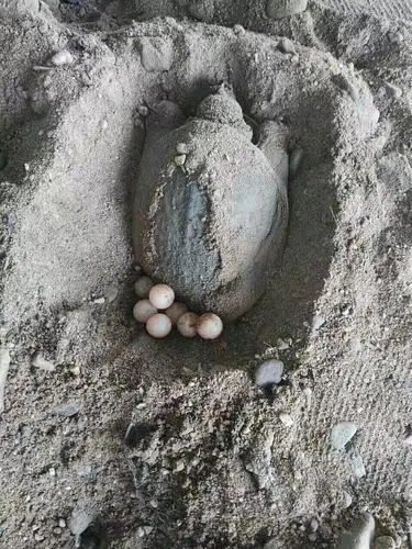 甲鱼蛋蛋