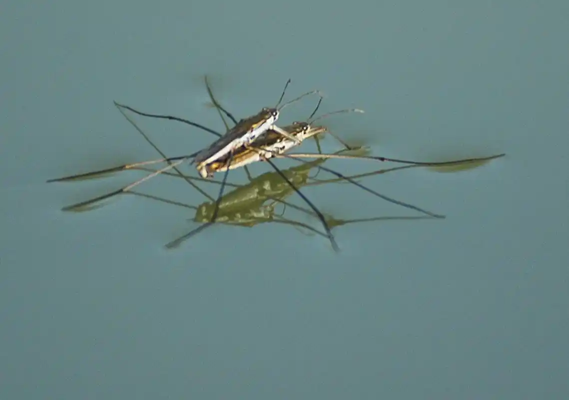 每天认识一种昆虫——水黾 水黾是半翅目黾蝽科昆虫.成虫体长1.1-1.