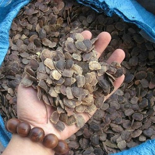 阳澄约定海南黄花梨种子小叶紫檀菩提桢楠细叶金丝楠木种子沉香树白