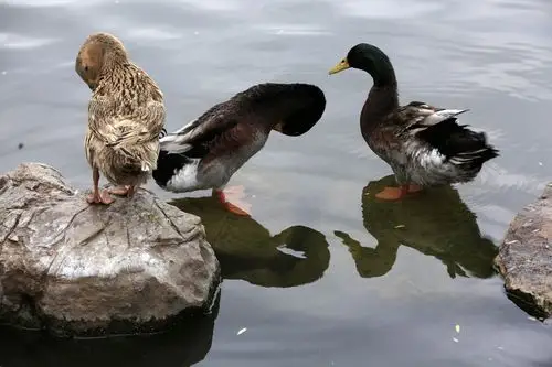 欣赏古人名诗佳句,观赏鸭群戏水景象———济南百花洲鸭群随拍