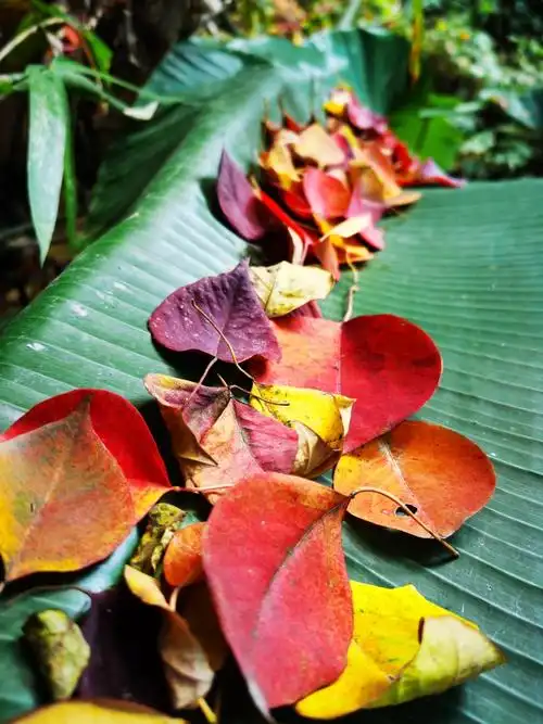 色彩缤纷的冬日乌桕叶