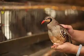 原来陈磊的父母都是农民,父亲去东北的时候偶然接触到飞龙,就带回家养