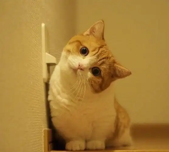 被这歪头杀萌翻了!