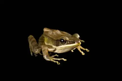 横图,俯视,室内,特写,白天,白色背景,青蛙,野生动物,一只,动物,趴着