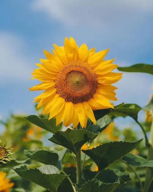 寓意着美好生活的向日葵花田.