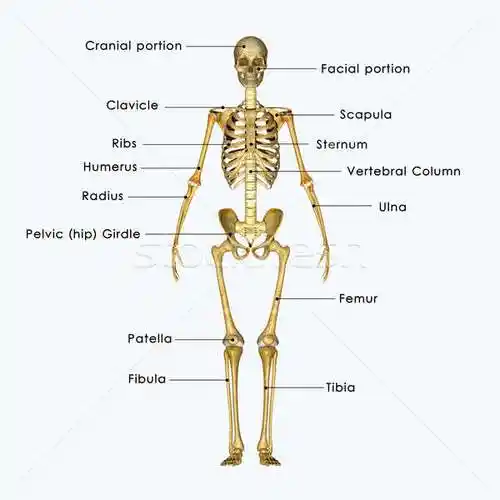 人的 骨架 内部 身体 骨头 商业照片 7activestudio