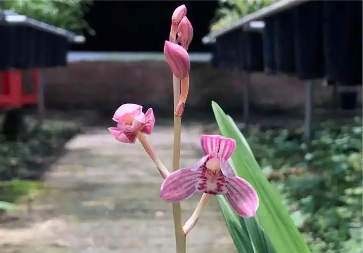 漂亮的建兰红荷发大家欣赏