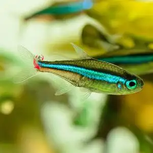 小型淡水观赏鱼活体迷你图片