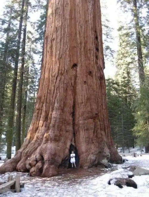 十颗世界上最高的树最高的有50层楼那么高