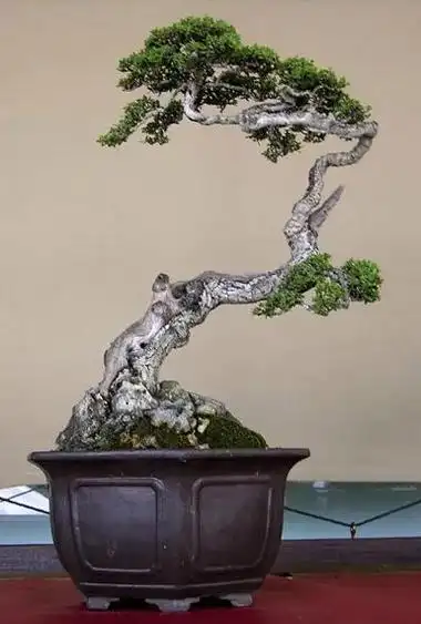 分享图片,一组获金奖盆景欣赏