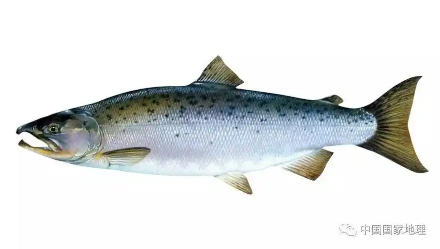 太平洋鲑鱼归游记