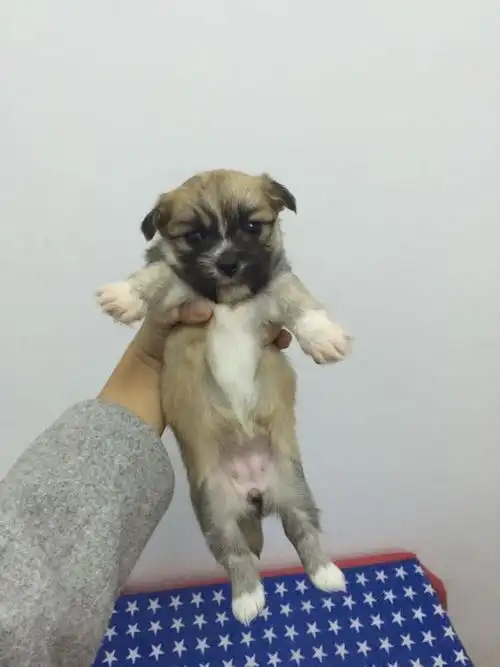 自家京巴串串免费领养了是免费只需对它有责任心爱它