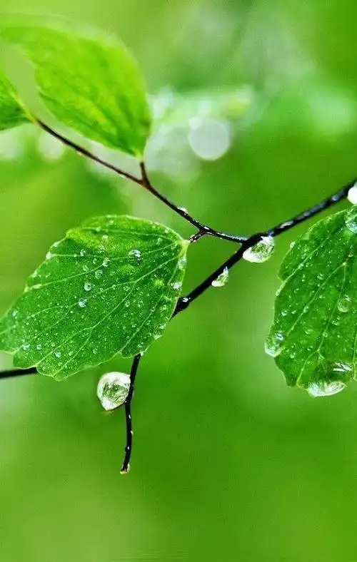 绿色,尽显端庄贵气之姿,到老也充满无限魅力|包包|纯色|穿搭|同色系