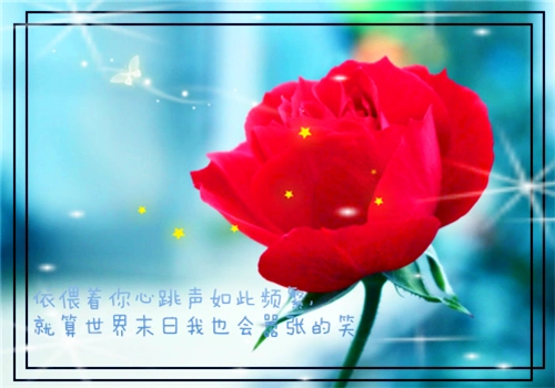 唯美意境红玫瑰带字图片_幸福美好的爱情